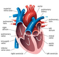 Anatomy and Physiology (Thursdays 4:00 PM - 5:30 PM)