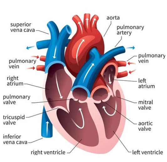 Anatomy and Physiology (Thursdays 4:00 PM - 5:30 PM)